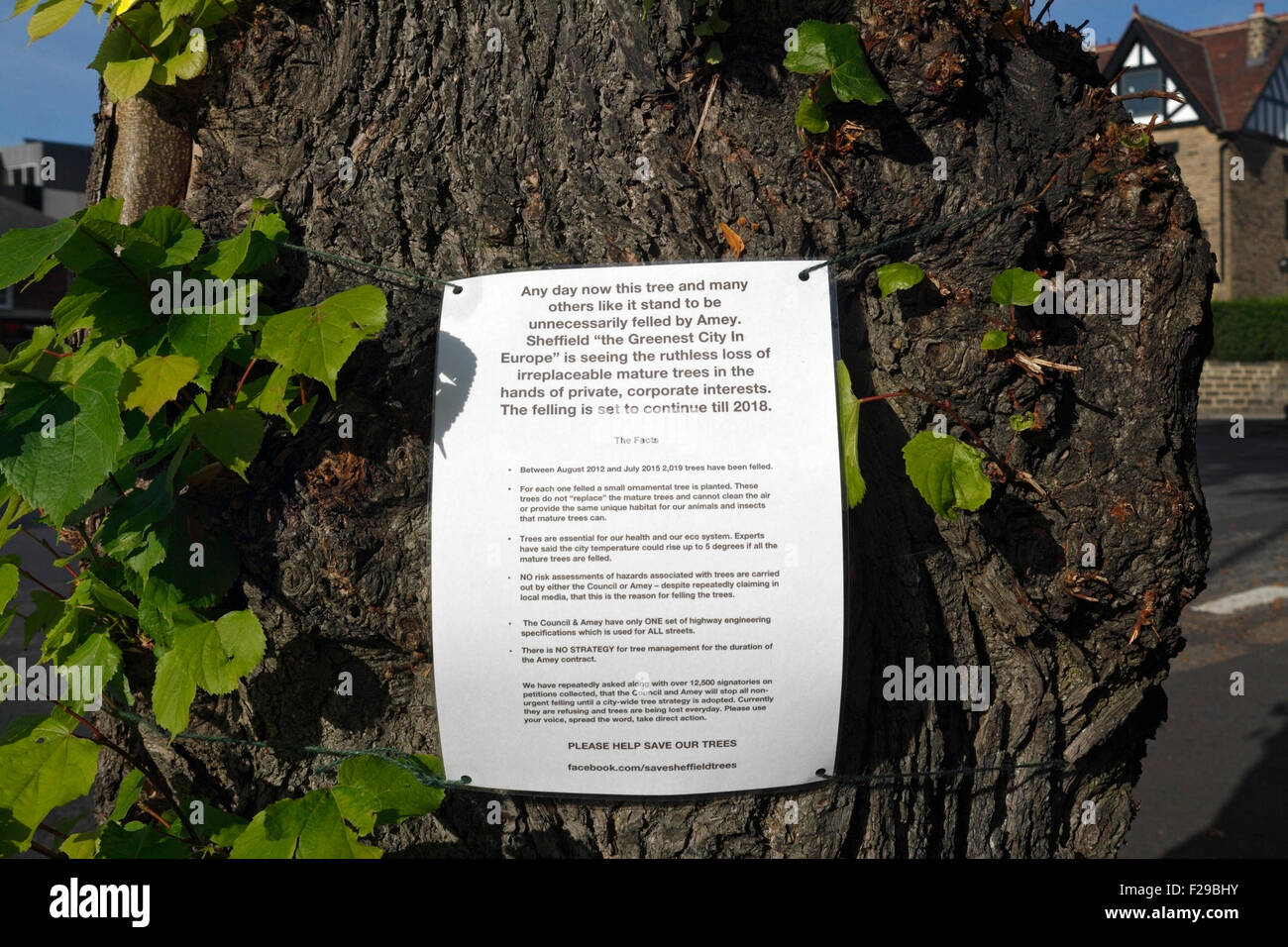 Bäume, die in Nether Edge von Sheffield Council und Amey, Environmental Vandalism England, niedergeschlagen werden sollen. Urbane Baumfällung Stockfoto