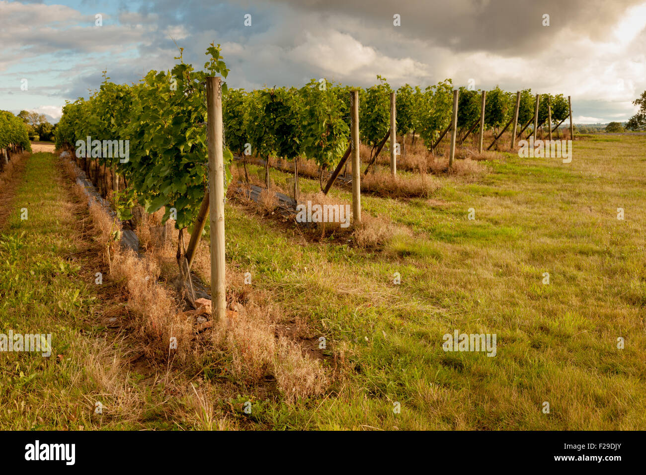 Halfpenny grün Weinberg, Bobbington, Staffordshire UK in der Spätsommer-Sonne. Stockfoto