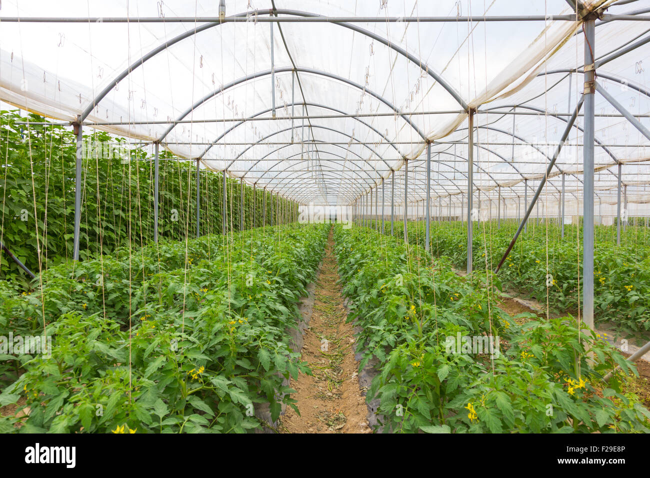 Bio-Tomaten im Gewächshaus wachsen. Stockfoto