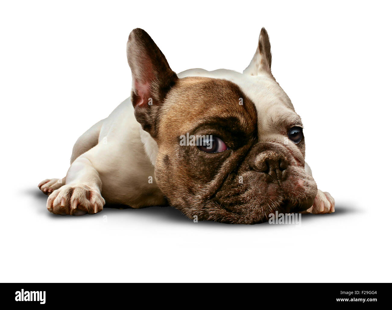 Hund liegend auf einem weißen Hintergrund als eine süße französische Bulldogge suchen Sie traurig und einsam oder Verlegung auf dem Boden als eine entspannte Gehorsam und ausgebildete Haustier Hunde als Symbol für die tierärztliche Versorgung. Stockfoto