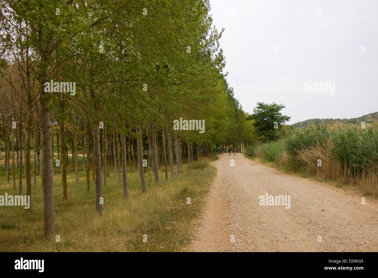 Buche neben der Straße in der spanischen Landschaft Stockfoto