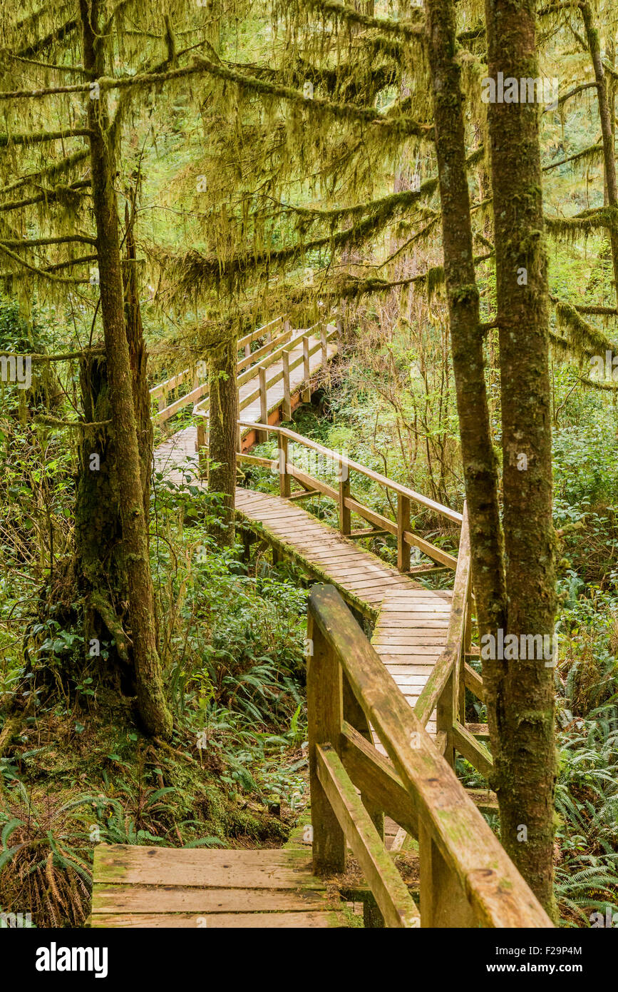 Rainforest Trail, Pacific Rim National Park, Britisch-Kolumbien, Kanada Stockfoto