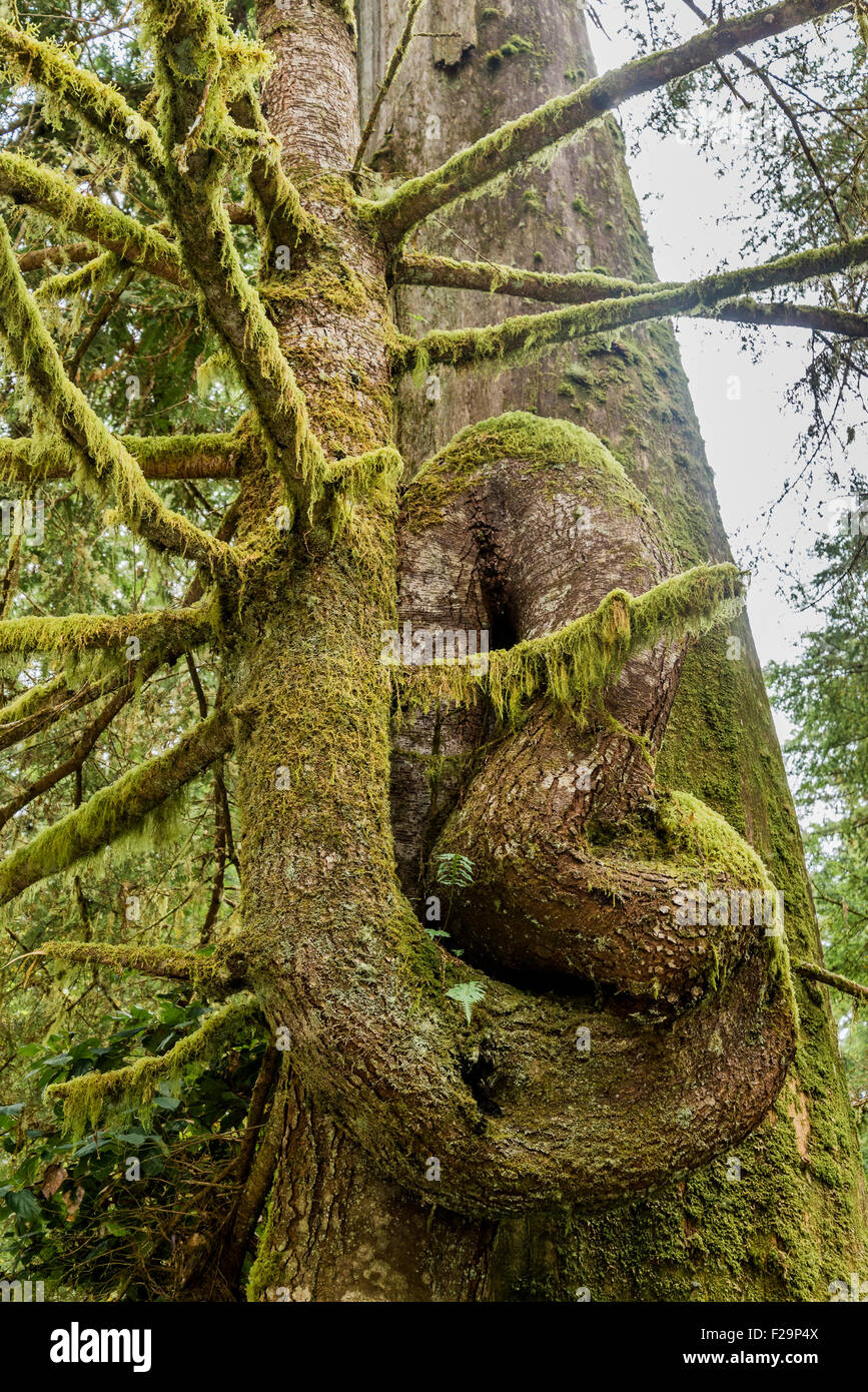 Ungewöhnliche Baumstamm Biegung, Tofino, Britisch-Kolumbien, Kanada Stockfoto