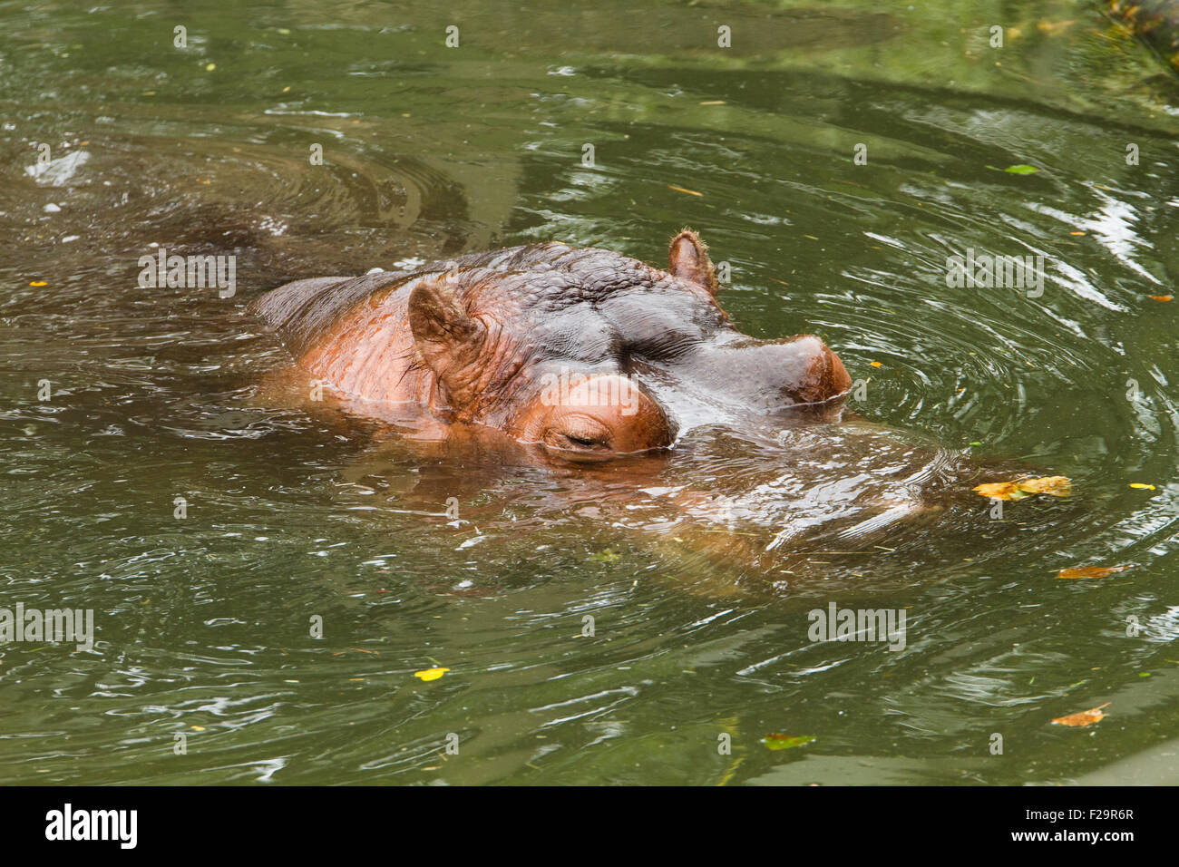 Fluss-Nilpferd Hippo Stockfoto
