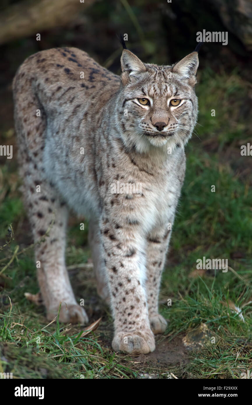 Eurasischer Luchs Stockfoto