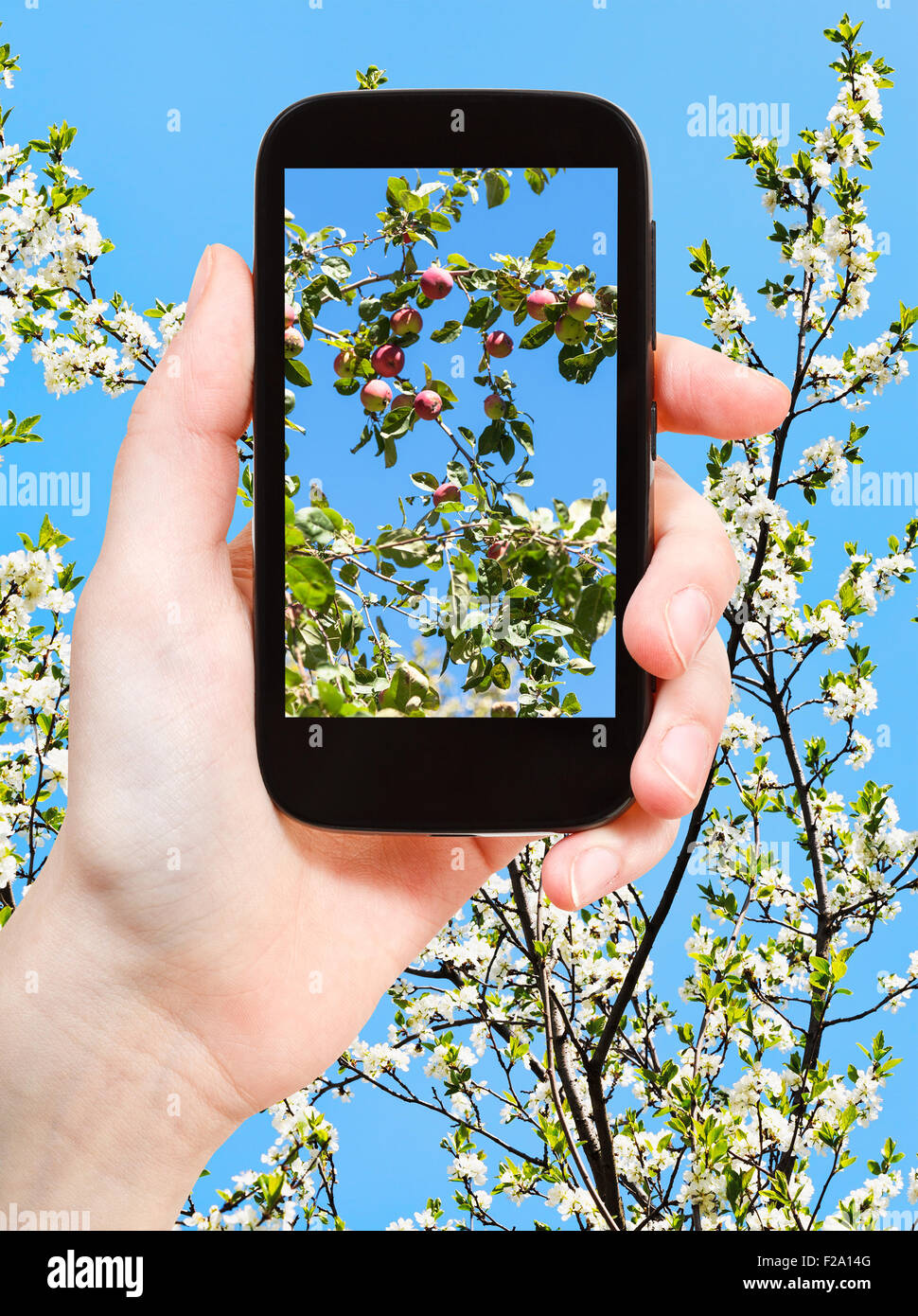 Gartenkonzept - Landwirt Fotos Bild von Äpfeln auf Zweig mit blühenden Apfel Äste und blauen Himmel im Hintergrund auf Stockfoto