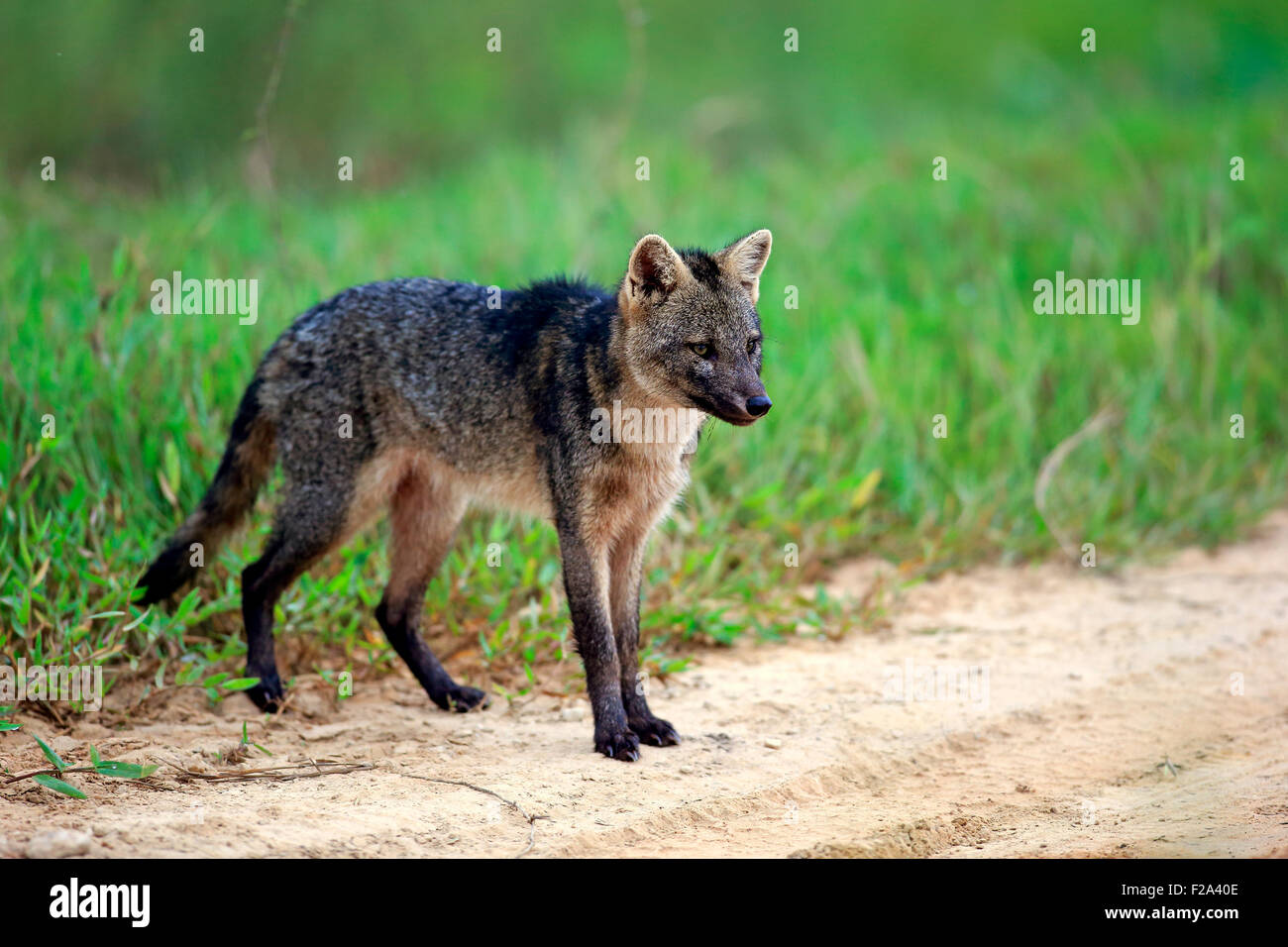 Krabbe-Essen Fuchs (Cerdocyon TEUR), Erwachsene, Alarm, Pantanal, Mato Grosso, Brasilien Stockfoto