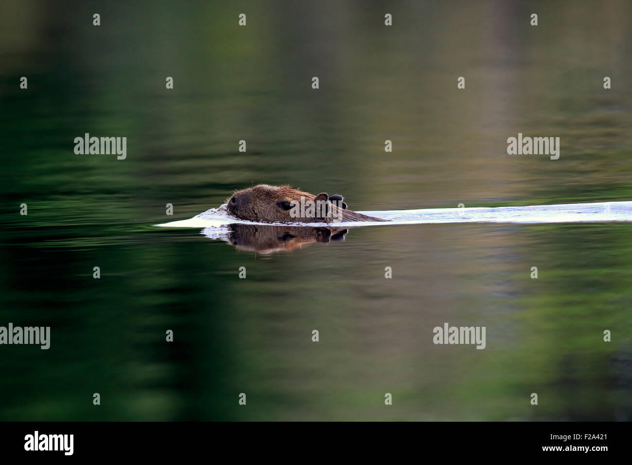 Wasserschwein (Hydrochoerus Hydrochaeris), Erwachsene, im Wasser, Schwimmen, Pantanal, Mato Grosso, Brasilien Stockfoto
