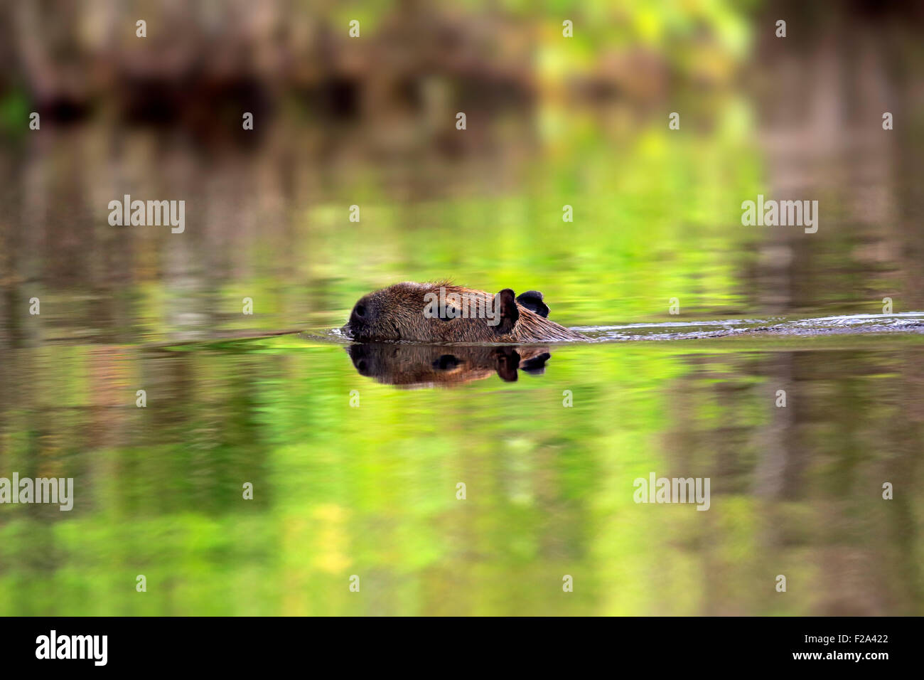 Wasserschwein (Hydrochoerus Hydrochaeris), Erwachsene, im Wasser, Schwimmen, Pantanal, Mato Grosso, Brasilien Stockfoto