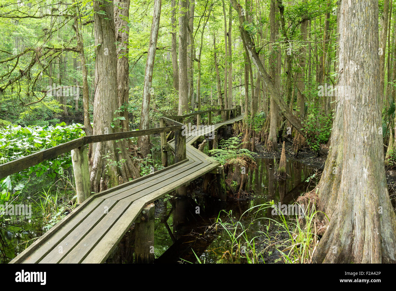 Wanderweg, Fußgängerbrücke in einem Mangrovenwald, Highland Hängematte State Park, Florida, USA Stockfoto
