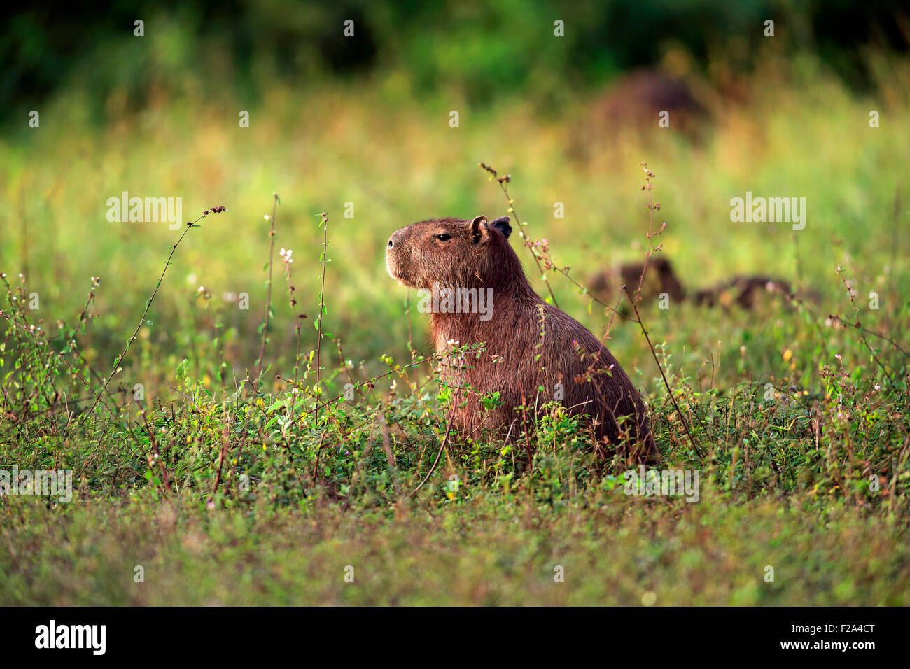 Wasserschwein (Hydrochoerus Hydrochaeris), Erwachsene, auf dem Land, wachsam, Pantanal, Mato Grosso, Brasilien Stockfoto