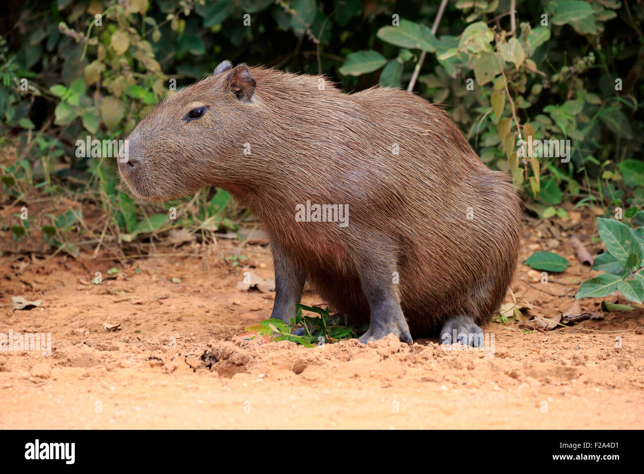 Wasserschwein (Hydrochoerus Hydrochaeris), Erwachsene, auf dem Land, Warnung, Pantanal, Mato Grosso, Brasilien Stockfoto