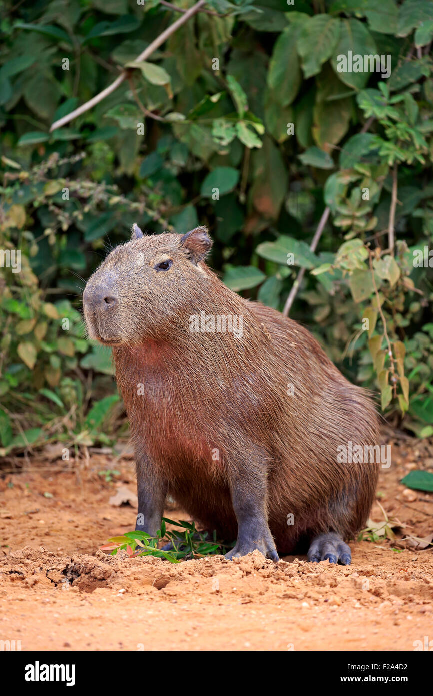 Wasserschwein (Hydrochoerus Hydrochaeris), Erwachsene, auf dem Land, Warnung, Pantanal, Mato Grosso, Brasilien Stockfoto