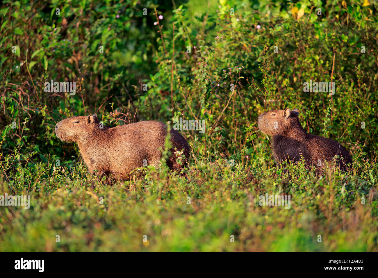 Wasserschwein (Hydrochoerus Hydrochaeris), Erwachsene, in Büschen, Pantanal, Mato Grosso, Brasilien Stockfoto