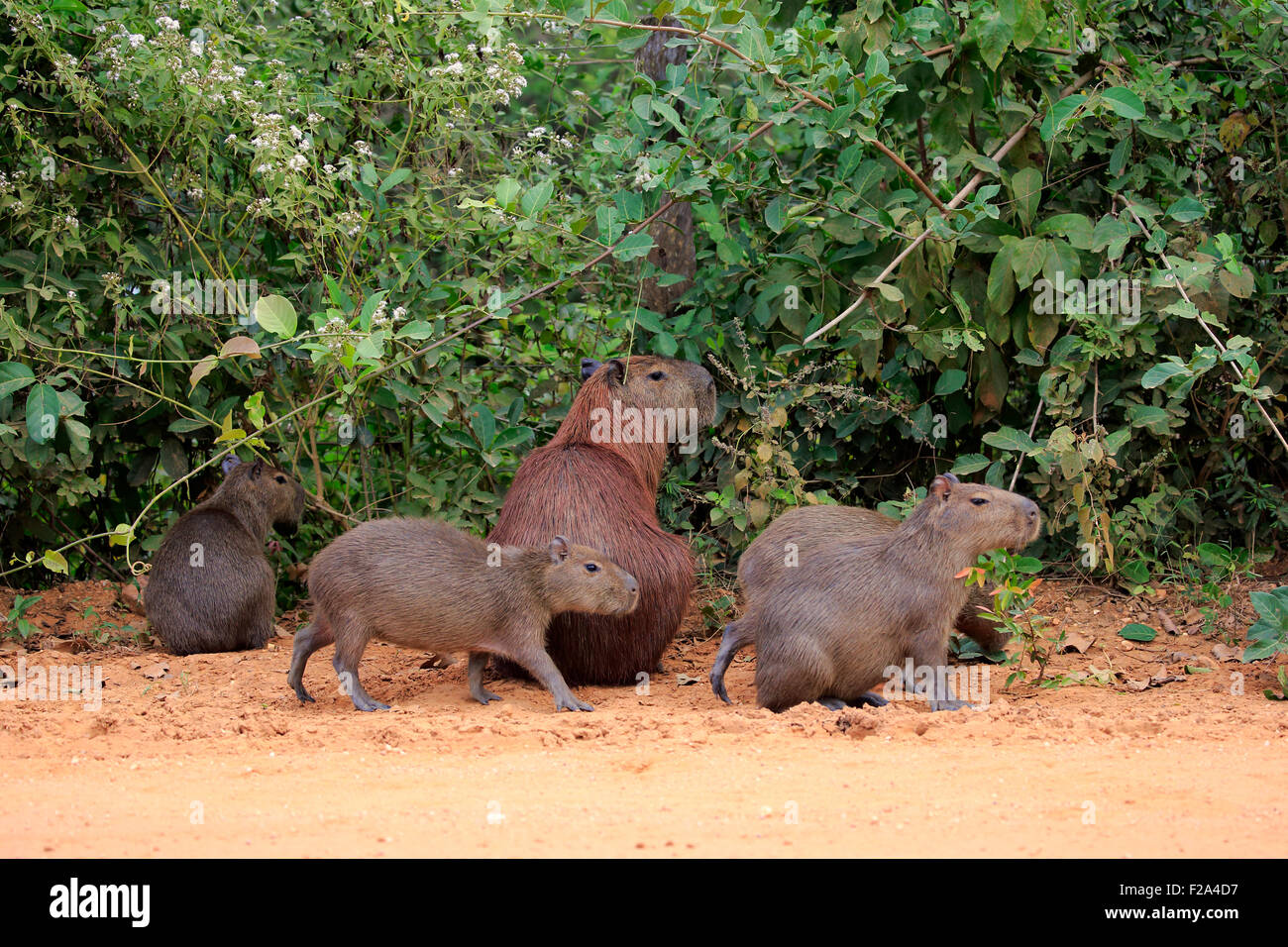 Wasserschwein (Hydrochoerus Hydrochaeris), Erwachsene mit jungen, Gruppe an Land, Pantanal, Mato Grosso, Brasilien Stockfoto