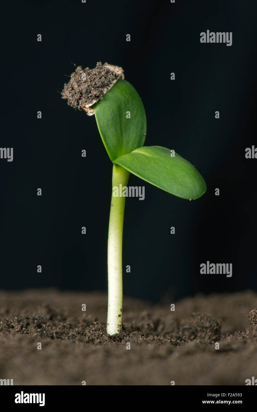 Sonnenblume Sämling mit Keimblätter erweitert, jedoch unter Beibehaltung der Samenschale und Fruchtwand Stockfoto