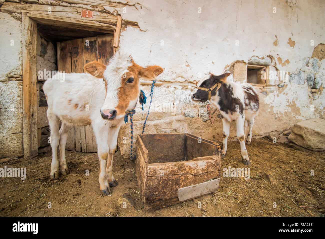 Kleines Bauernhaus und Baby Kühe Stockfoto