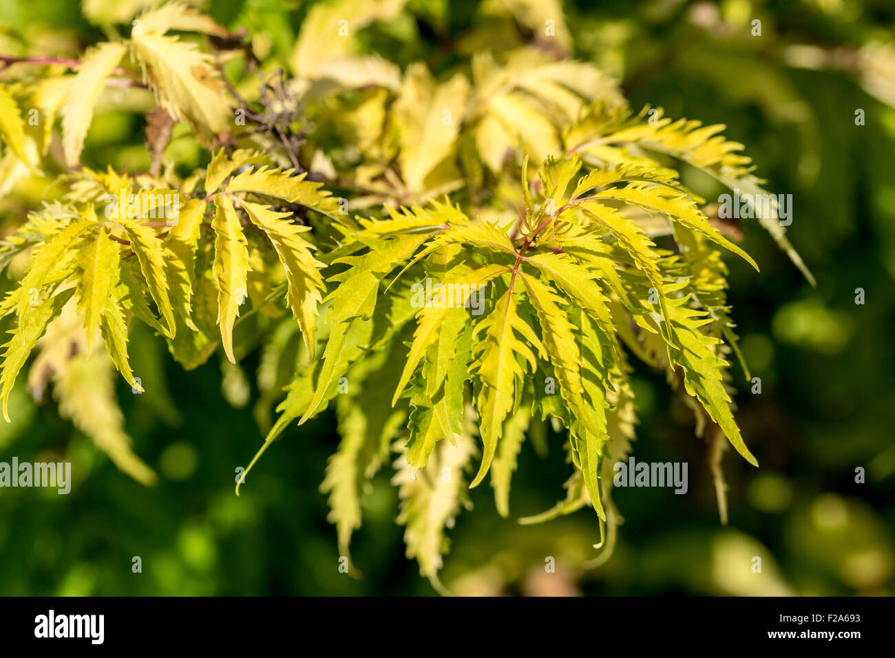 Japanischer Ahornbaum Acer Palmatum Stockfoto