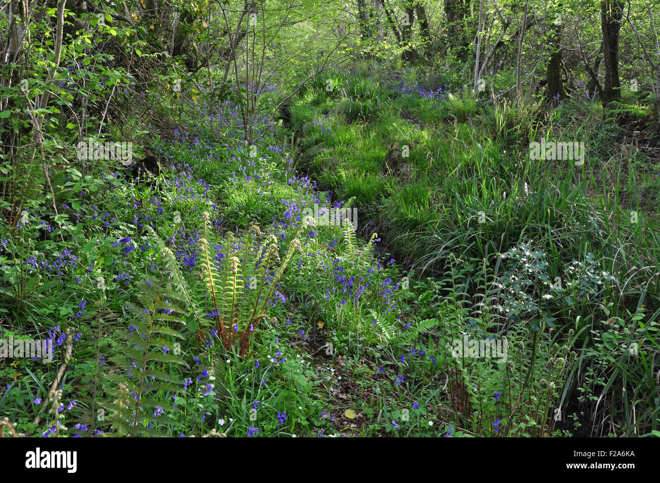 Mount Pleasant Lane, Kingcombe Wiesen DWT Naturschutzgebiet, Dorset Stockfoto