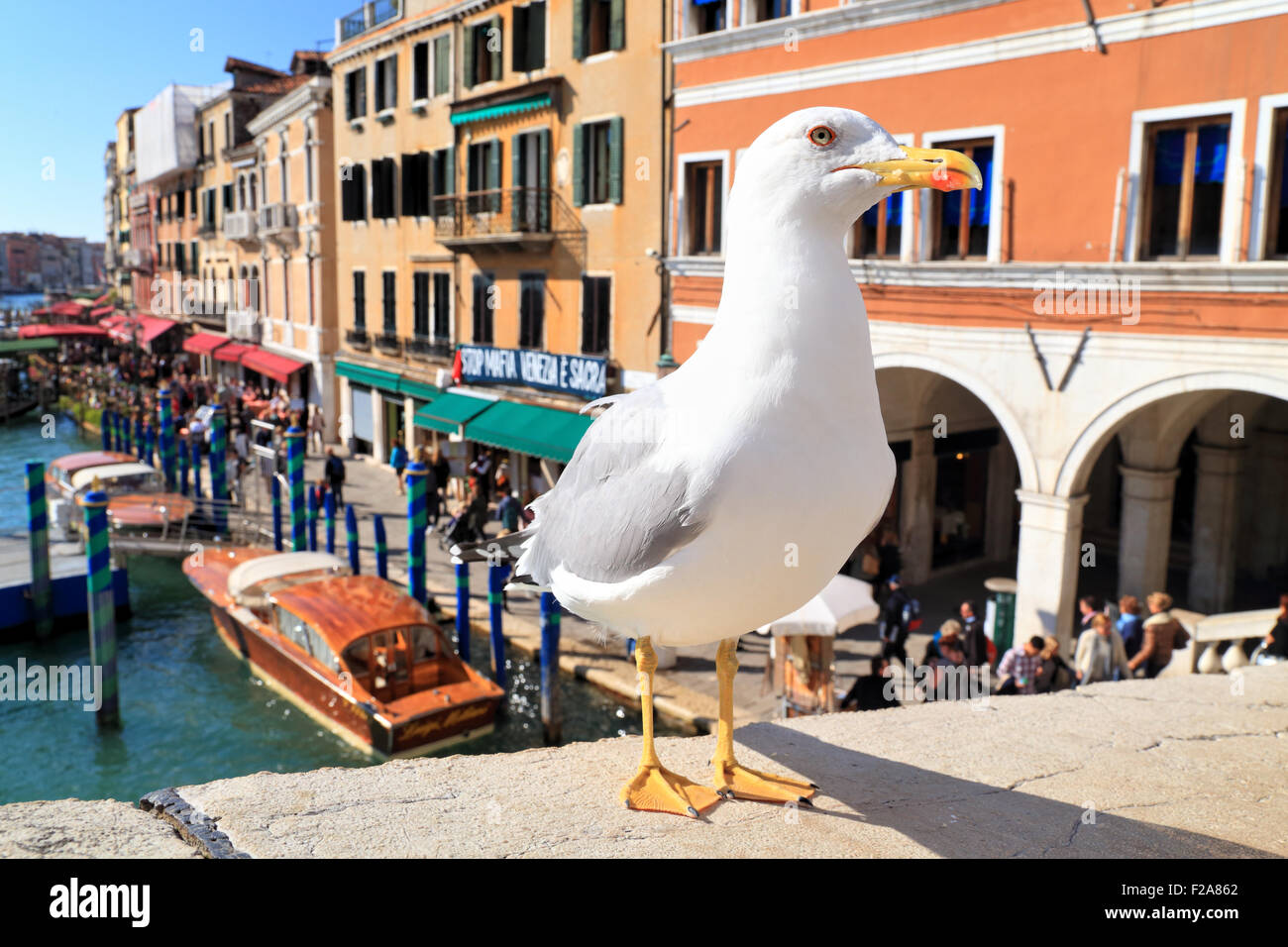 Yellow-legged Gull (Larus michahellis) Stockfoto