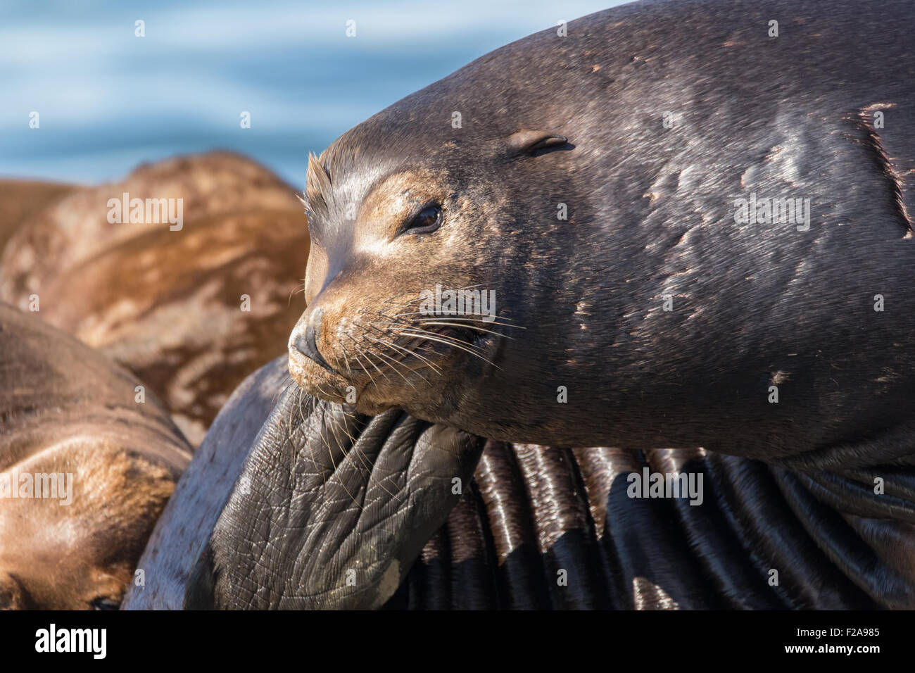 Kalifornische Seelöwe ruht auf Schwimmdock. Stockfoto