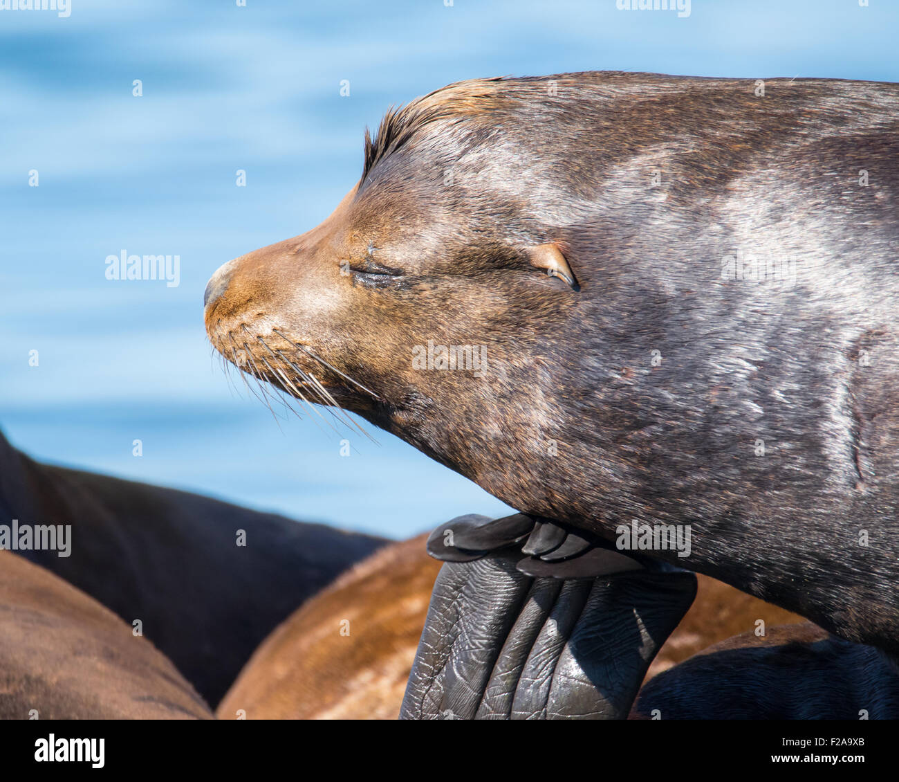 Kalifornische Seelöwe ruht auf Schwimmdock. Stockfoto