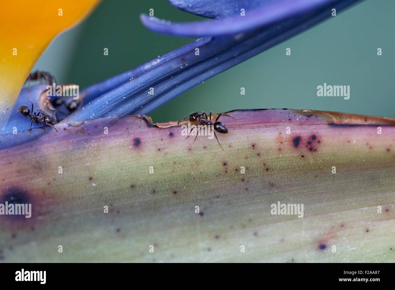 Weiße footed Haus Ameisen Forag für Lebensmittel - sind angezogen, süße Substanzen wie Pflanze Nektar in dieser Vogel wenn Paradies Blume Stockfoto