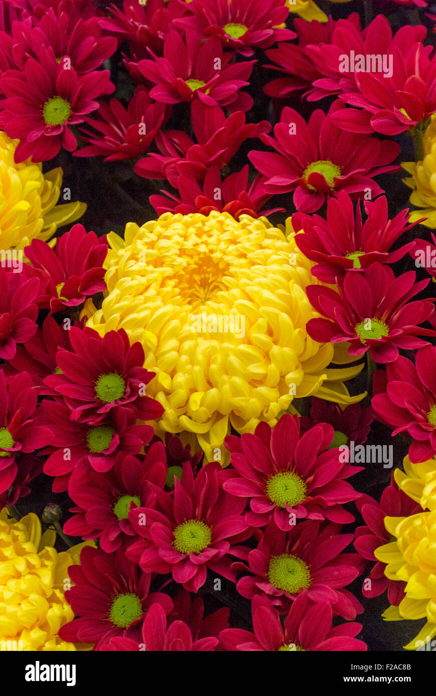 Chrysantheme Misty Golden und Chrysantheme Dublin Stockfoto