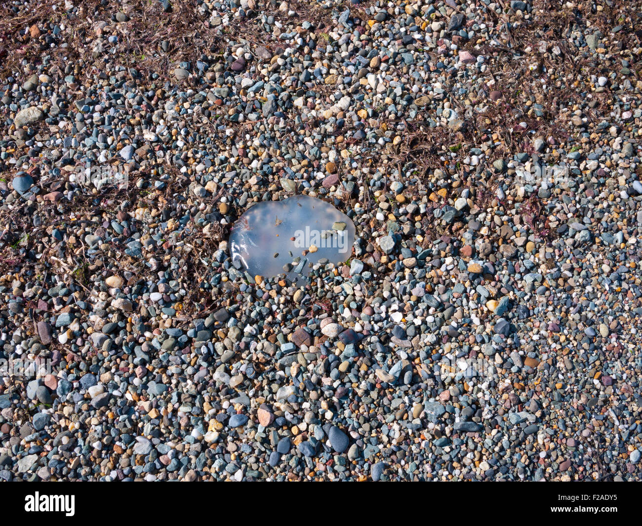 Kleine Quallen angespült Kieselstrand, UK. Stockfoto