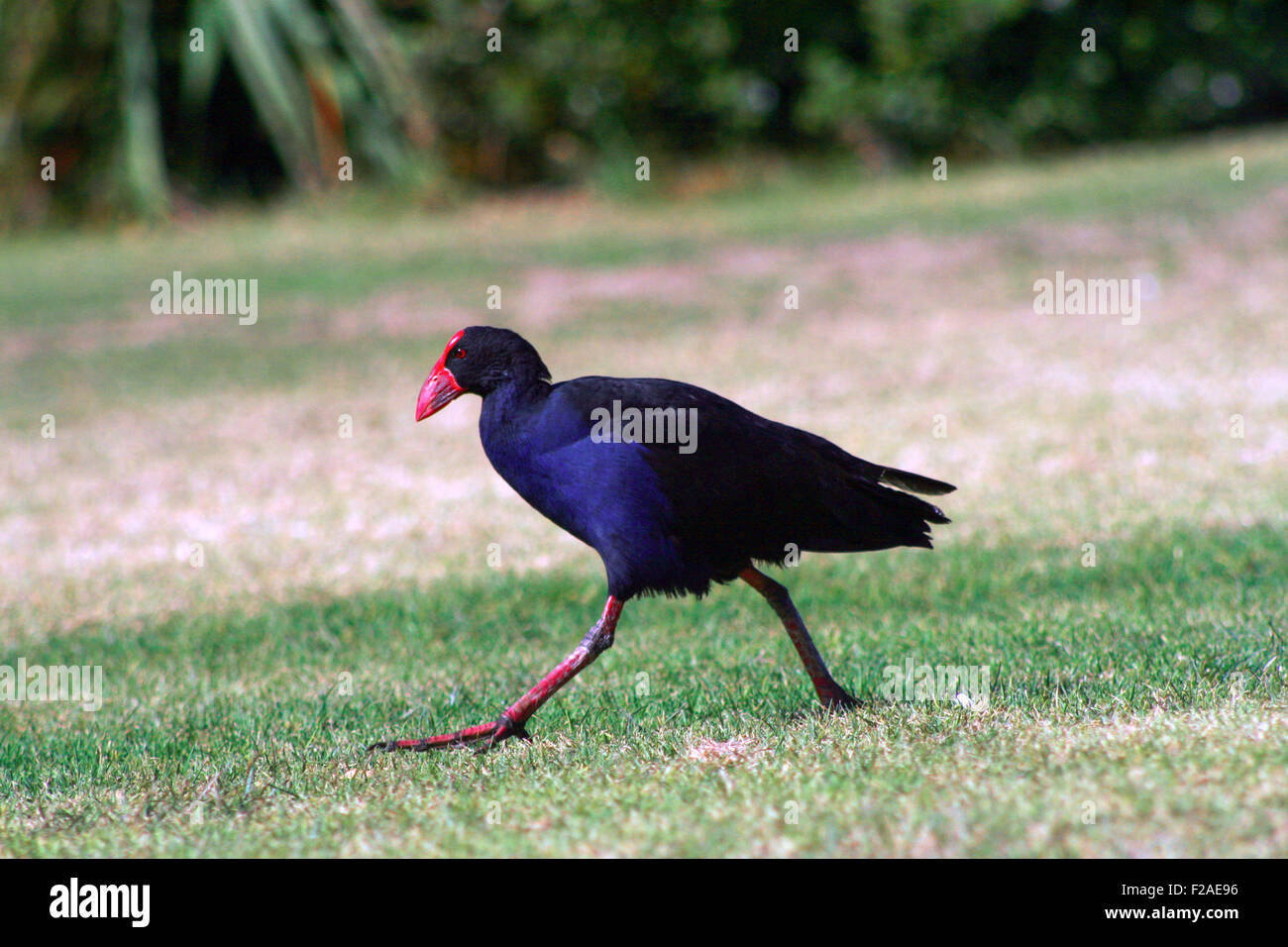 Purpurhuhn in Neuseeland bekannt als Pukeko, läuft auf dem grünen Rasen Stockfoto