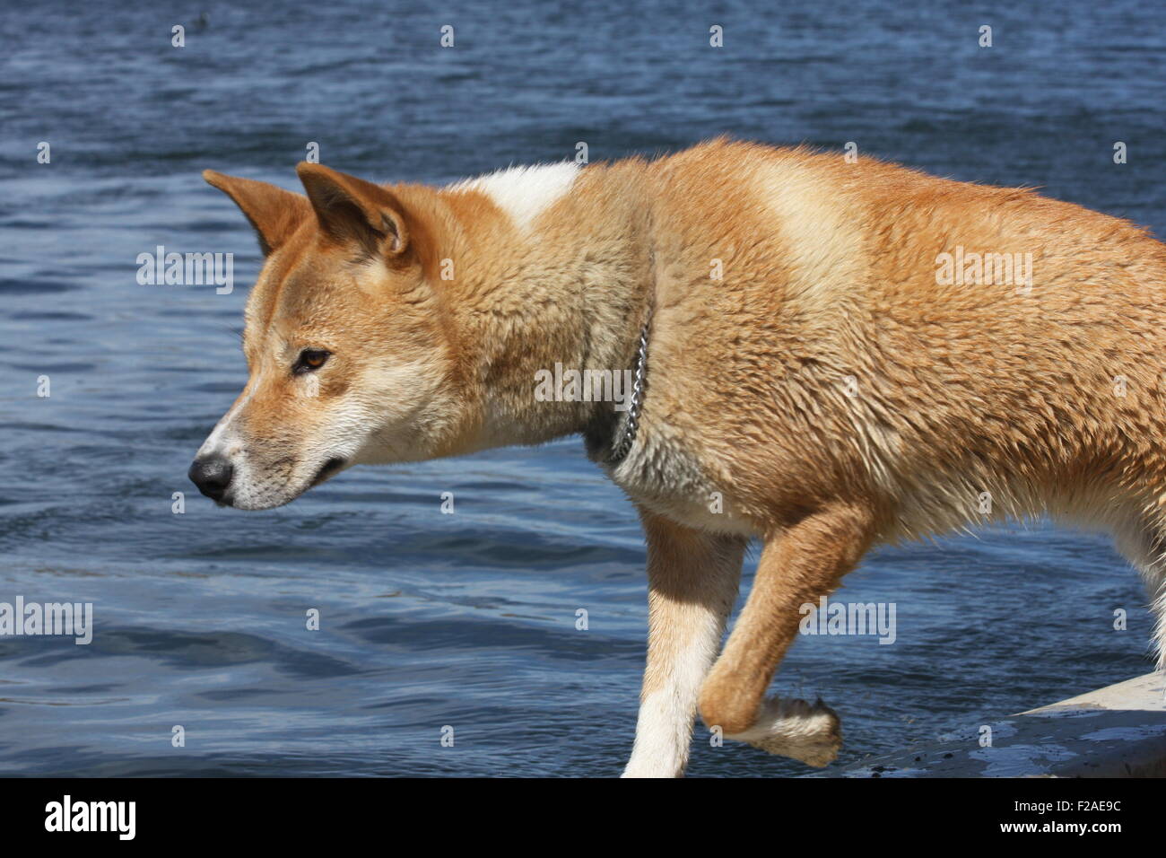Australischen Dingo Stockfoto