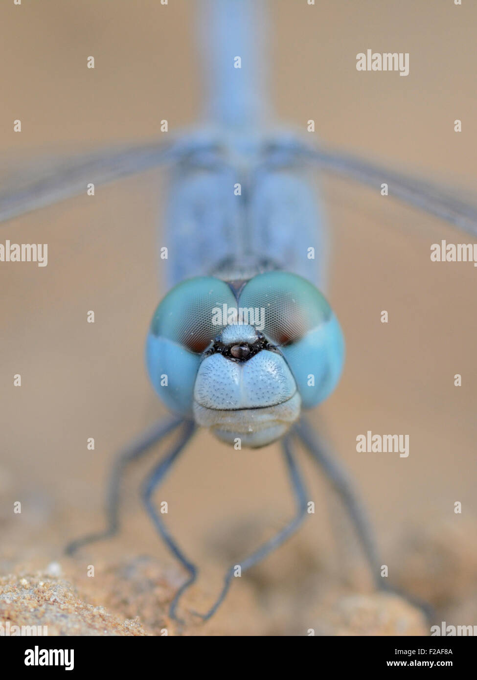 Boden Abstreicheisen Libelle (Diplacodes Trivialis) Stockfoto