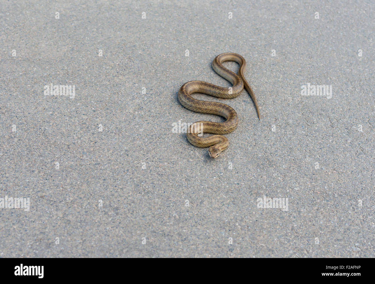 Kaltblütige Viper wärmt Körper auf einem warmen asphalt Stockfoto