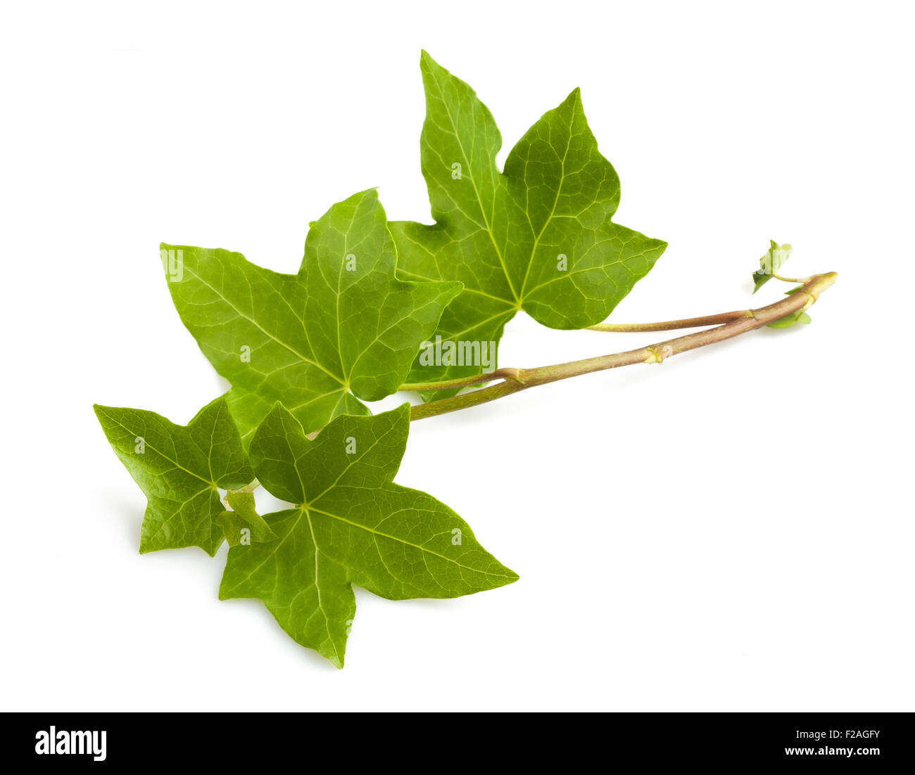 Ivy Branch isoliert auf weißem Hintergrund Stockfoto