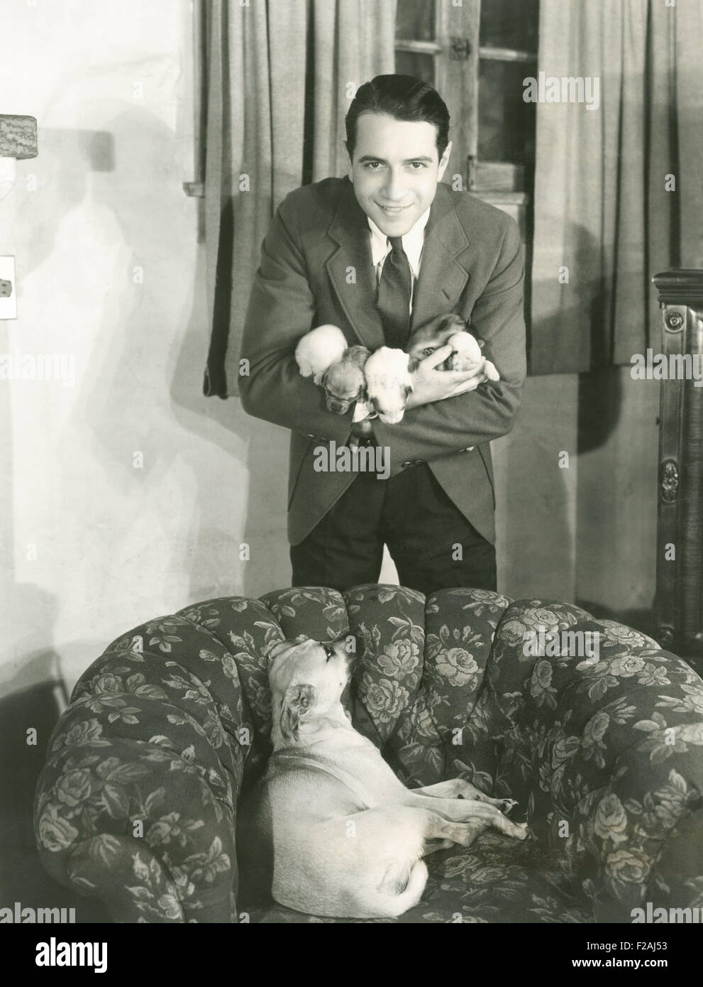 Stolzer Hund Welpen (OLVI007 OU835 F) betrachten Stockfoto