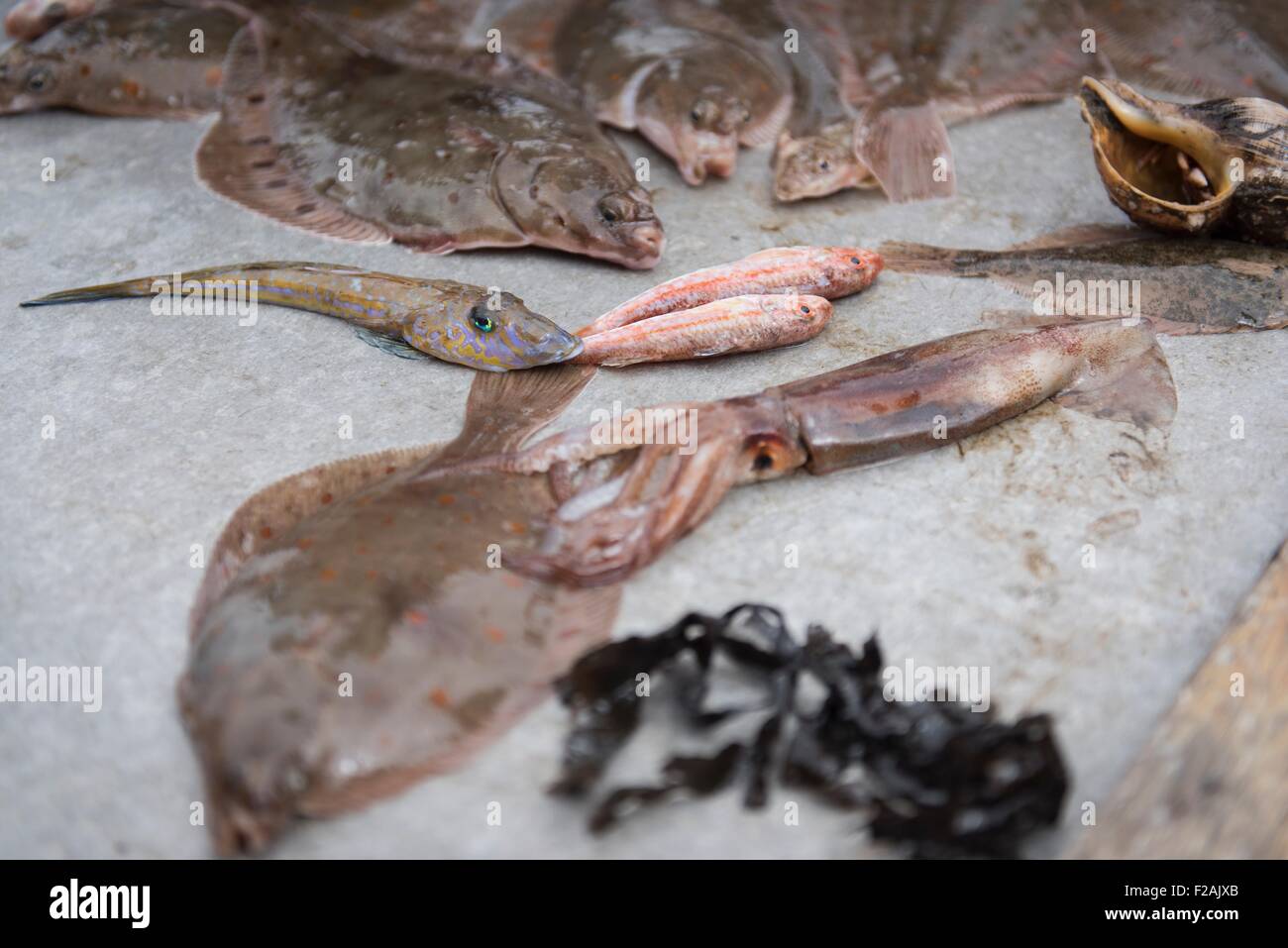 Probe-Fang von Fischen auf Forschungsschiff Stockfoto