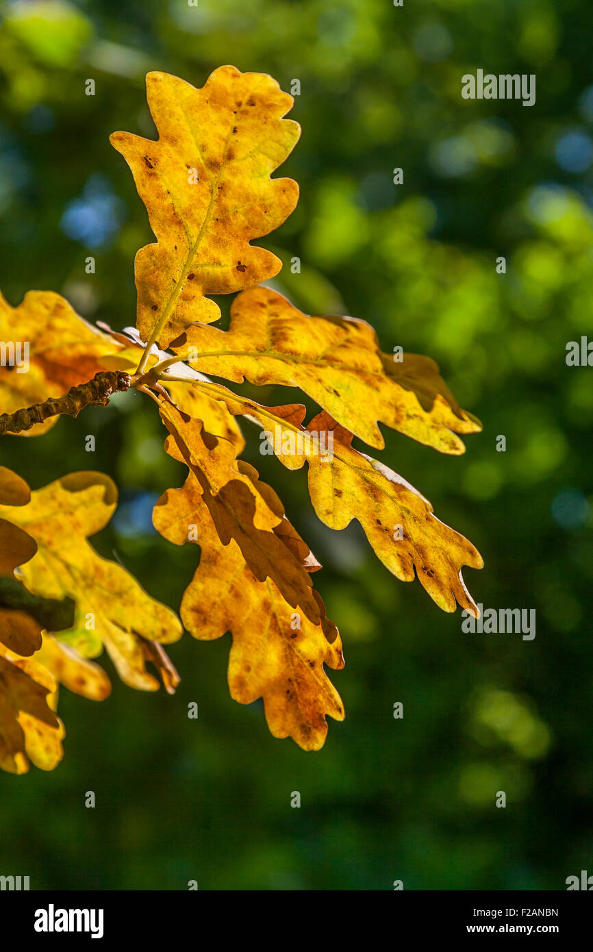 Goldener Herbst schrubben Eichenlaub Stockfoto