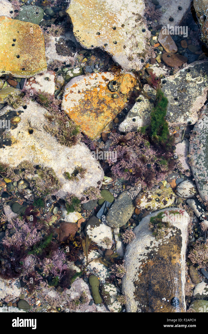 Gesprenkelte Kieselsteinen und Algen in einem Rock Pool an der Küste von Northumberland Stockfoto