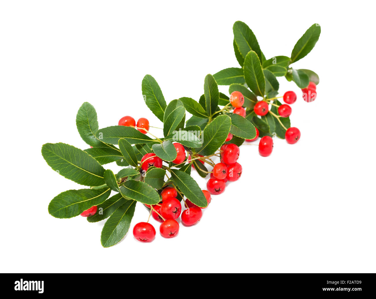 Pyracantha rote Beeren auf weiß Stockfoto