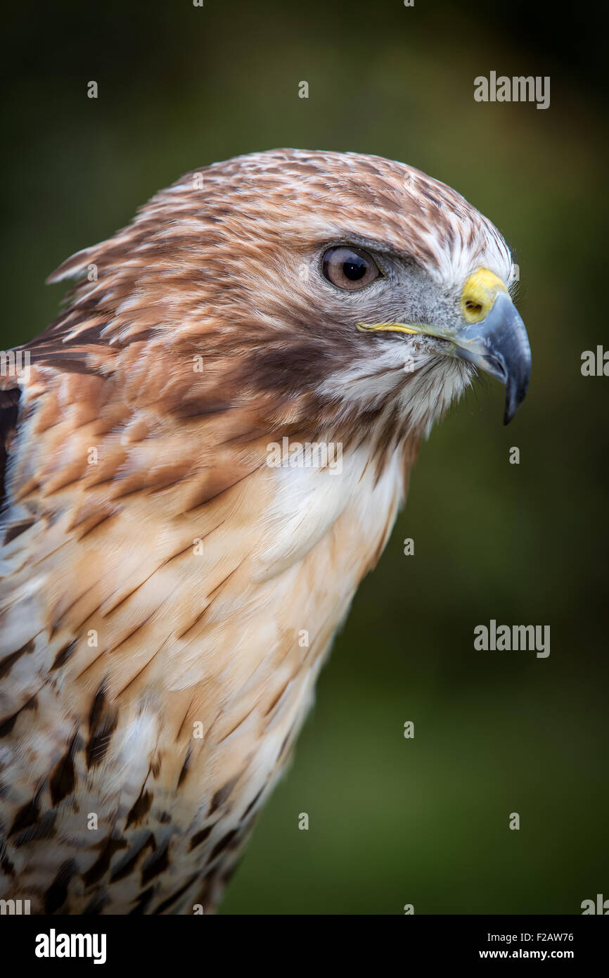 Rot - angebundener Falke, Buteo jamaicensis Stockfoto