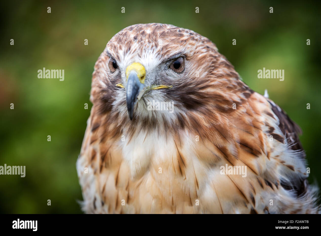 Rot - angebundener Falke, Buteo jamaicensis Stockfoto