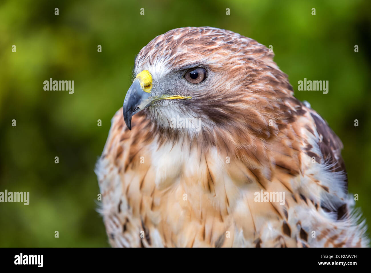 Rot - angebundener Falke, Buteo jamaicensis Stockfoto