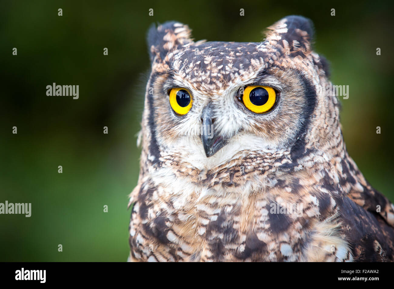 Eine gefleckte Uhu (Bubo africanus) Stockfoto