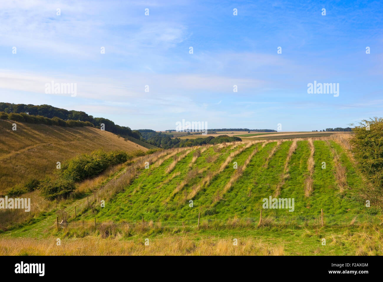Patchwork-Felder auf den malerischen Hügeln der Yorkshire Wolds im September. Stockfoto