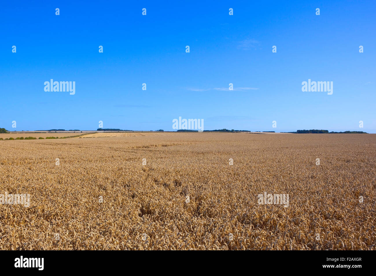 Reife Weizenfelder zur Erntezeit in die Yorkshire Wolds, England unter strahlend blauem Himmel im September Stockfoto