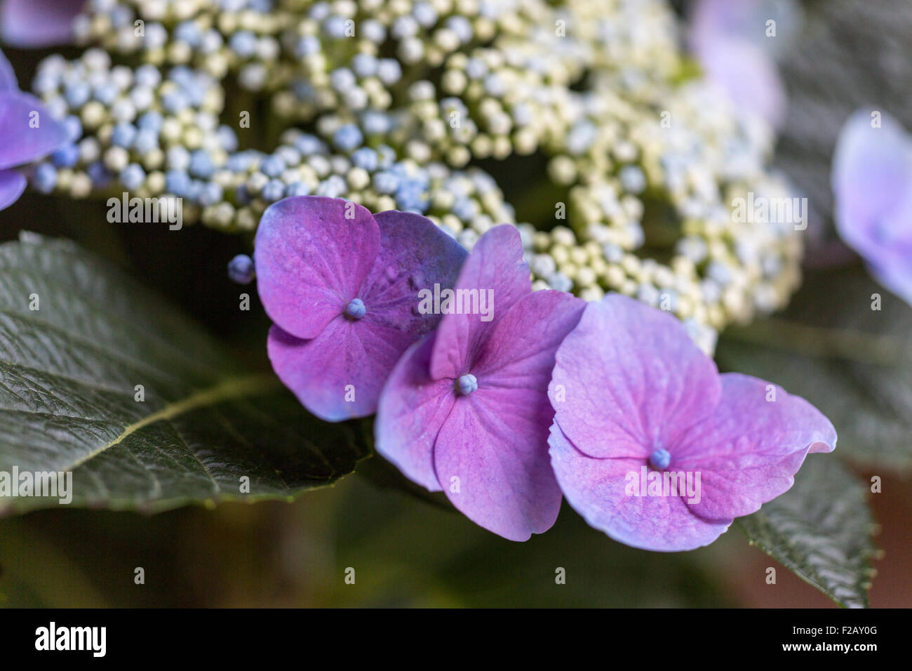 Nahaufnahme von lila Hortensie flowerhead Stockfoto