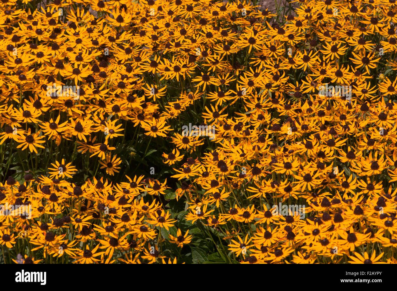 Gelben Rudbeckia Blumen Stockfoto