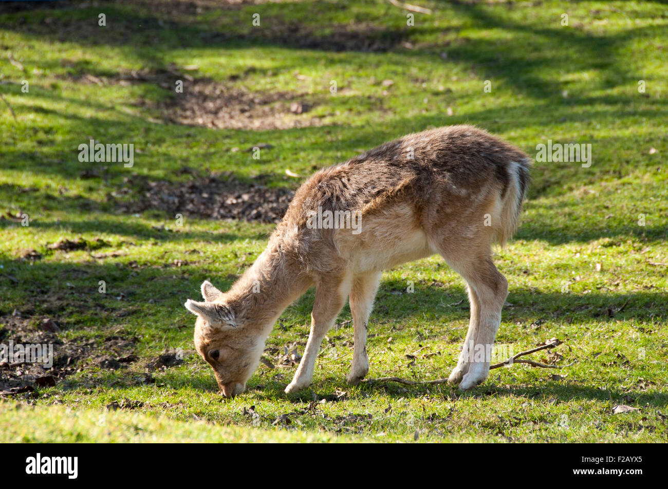 Baby-Hirsche oder fawn Essen im Wald Stockfoto