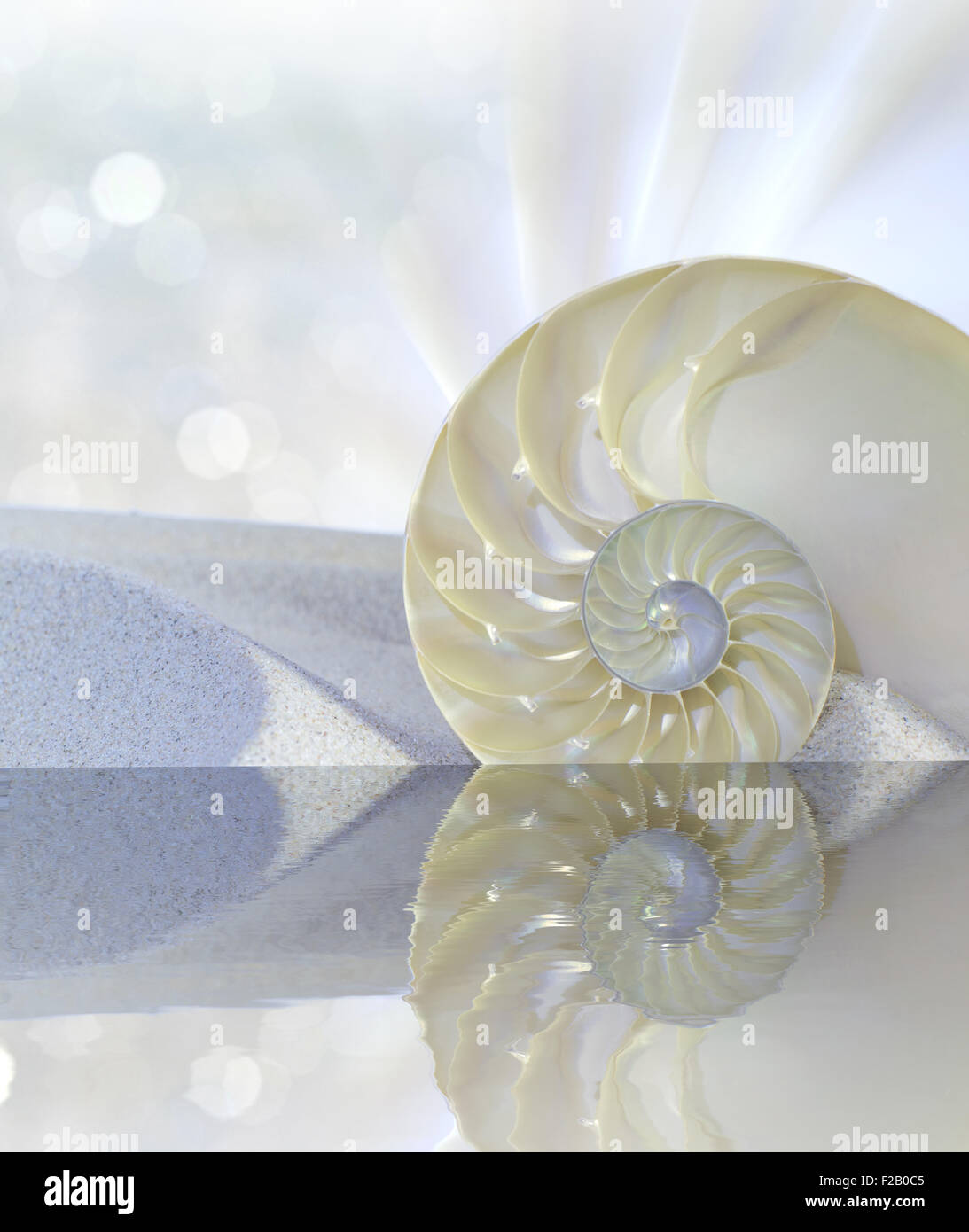 Chambered Nautilus Cutaway Shell am Strand im Wasser reflektiert Stockfoto