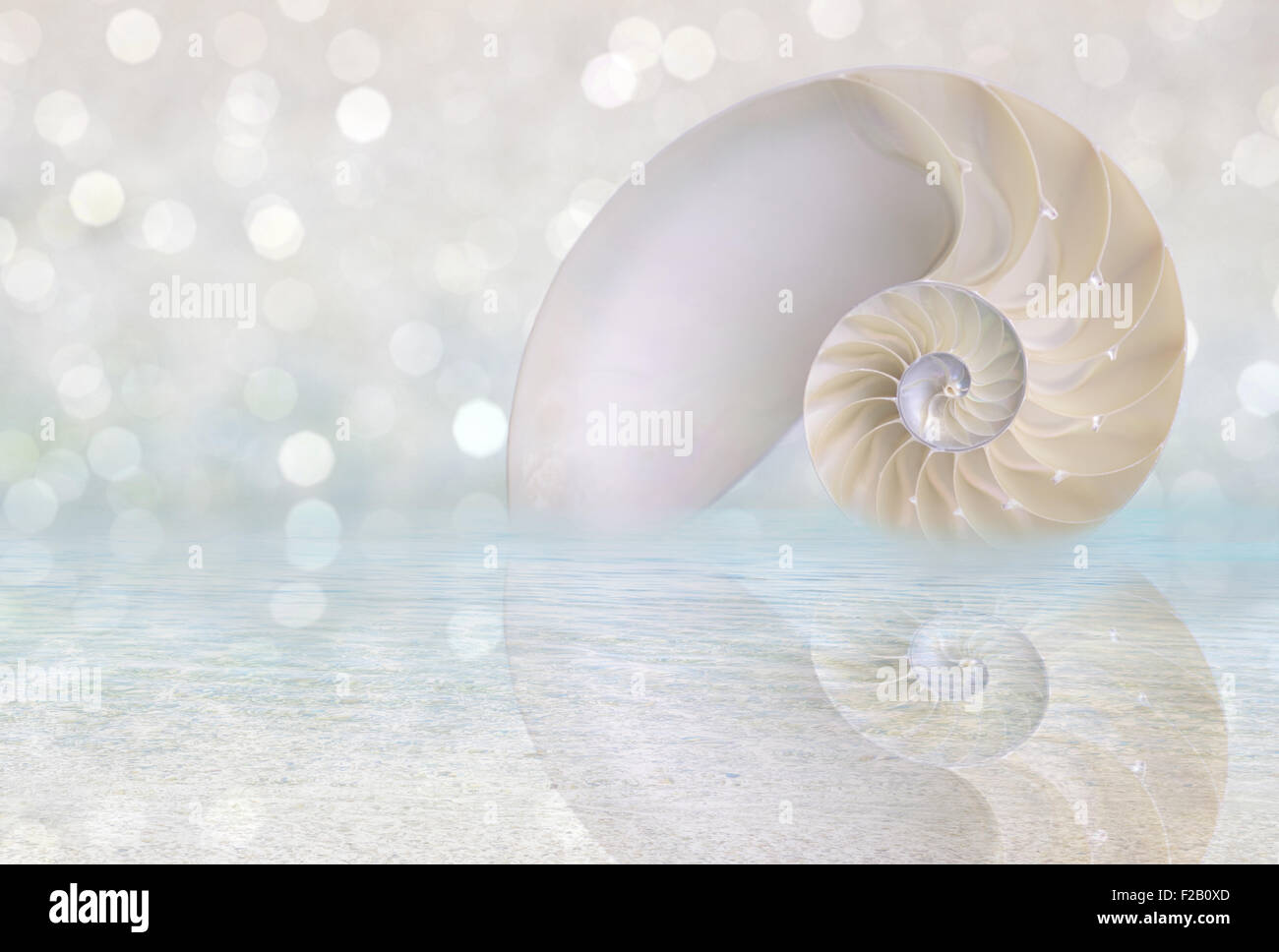 Chambered Nautilus Cutaway Shell am Strand im Wasser reflektiert Stockfoto